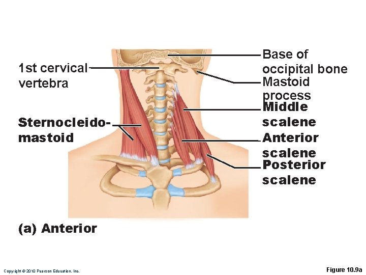 1 st cervical vertebra Sternocleidomastoid Base of occipital bone Mastoid process Middle scalene Anterior