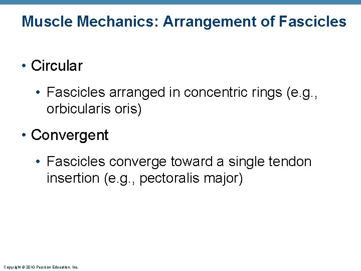 Muscle Mechanics: Arrangement of Fascicles • Circular • Fascicles arranged in concentric rings (e.