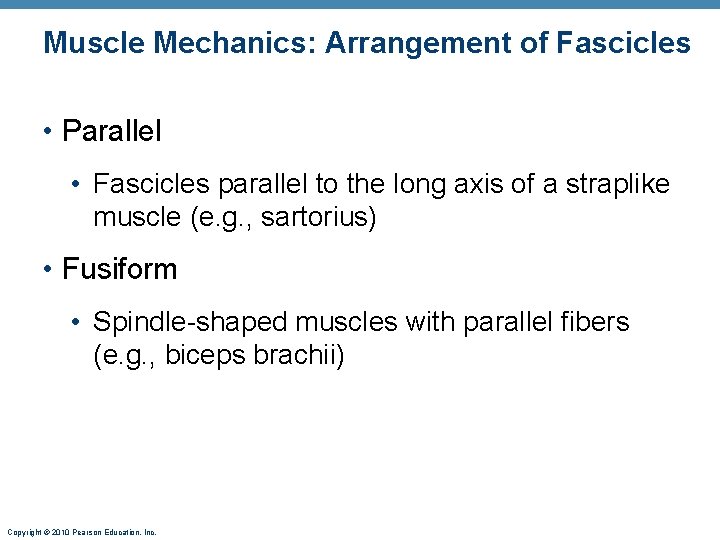Muscle Mechanics: Arrangement of Fascicles • Parallel • Fascicles parallel to the long axis