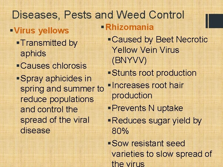 Diseases, Pests and Weed Control § Rhizomania § Virus yellows § Caused by Beet