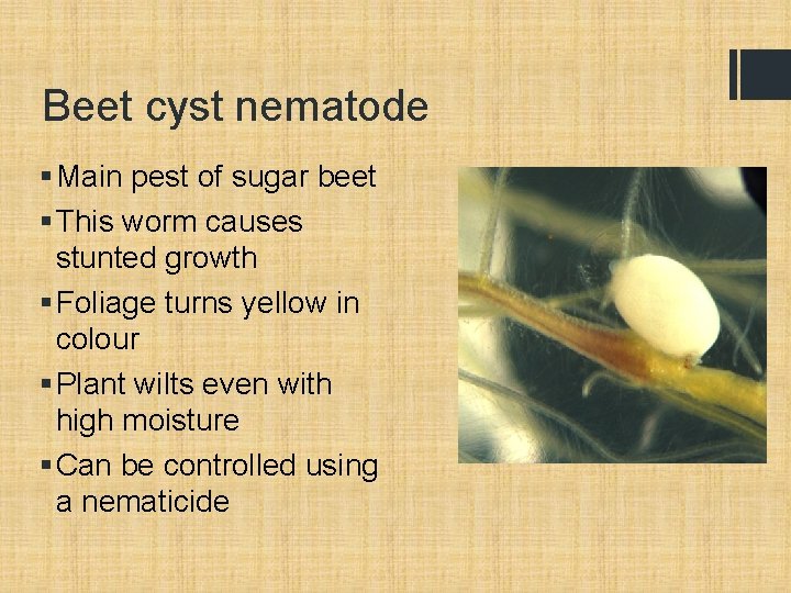 Beet cyst nematode § Main pest of sugar beet § This worm causes stunted