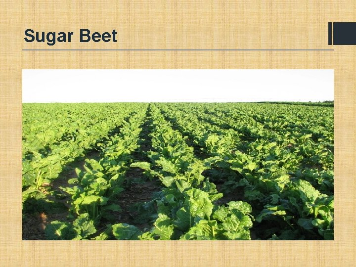 Sugar Beet 