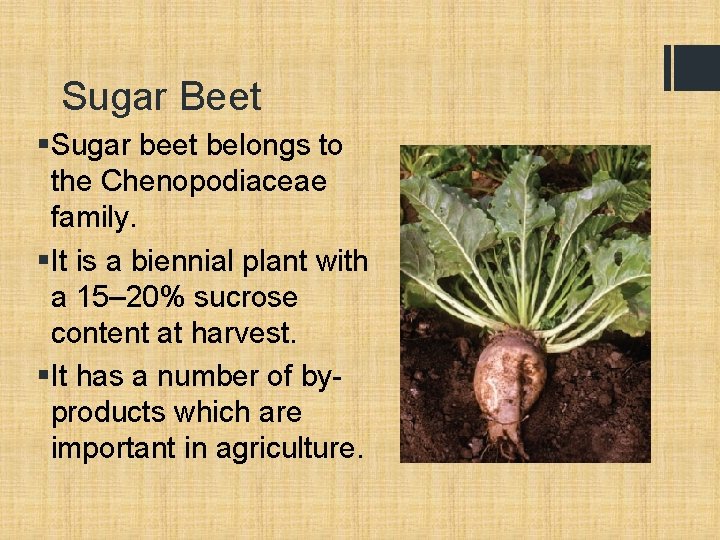 Sugar Beet §Sugar beet belongs to the Chenopodiaceae family. §It is a biennial plant