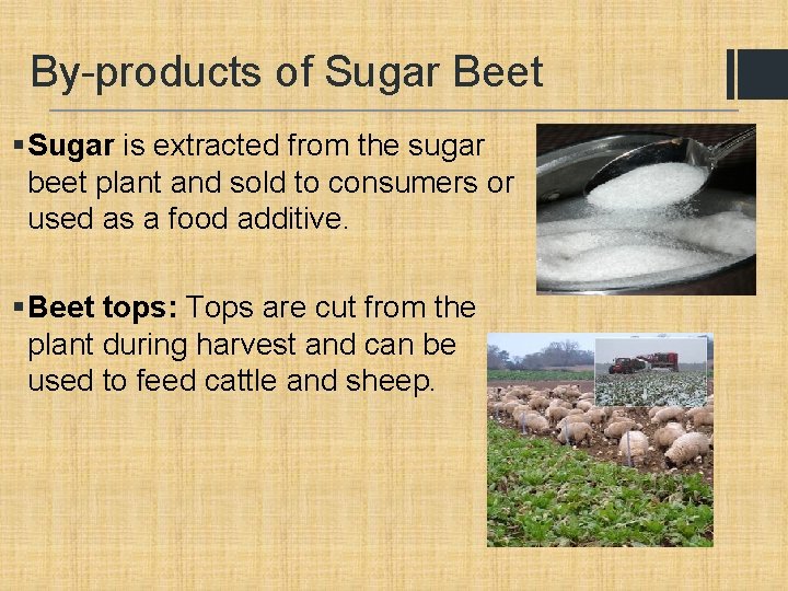 By-products of Sugar Beet § Sugar is extracted from the sugar beet plant and