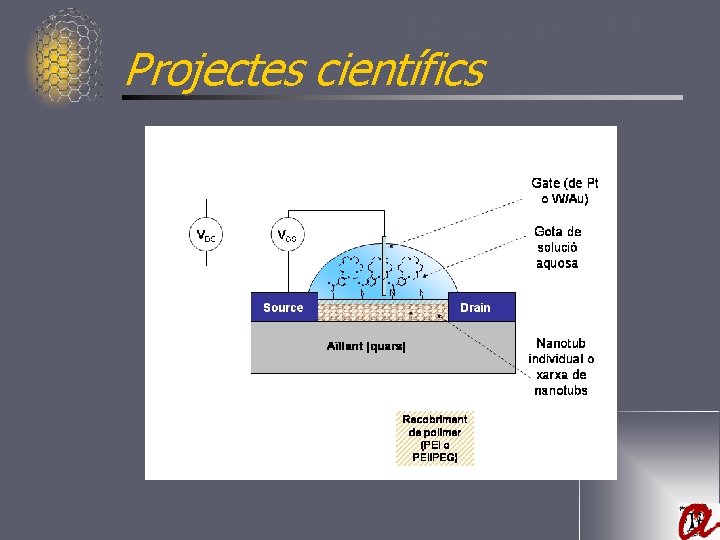 Bases teòriques Projectes científics 