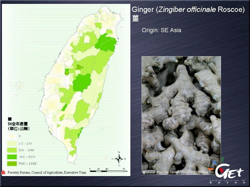 Ginger (Zingiber officinale Roscoe) 薑 Origin: SE Asia Forestry Bureau, Council of Agriculture, Executive