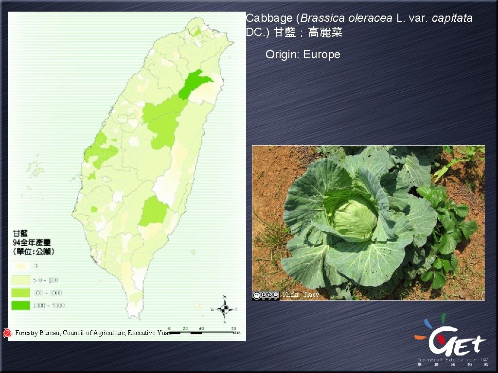 Cabbage (Brassica oleracea L. var. capitata DC. ) 甘藍；高麗菜 Origin: Europe Flickr -Tracy- Forestry