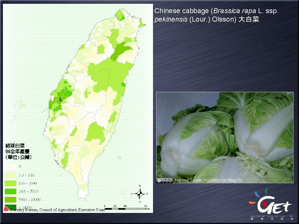 Chinese cabbage (Brassica rapa L. ssp. pekinensis (Lour. ) Olsson) 大白菜 National Taiwan University