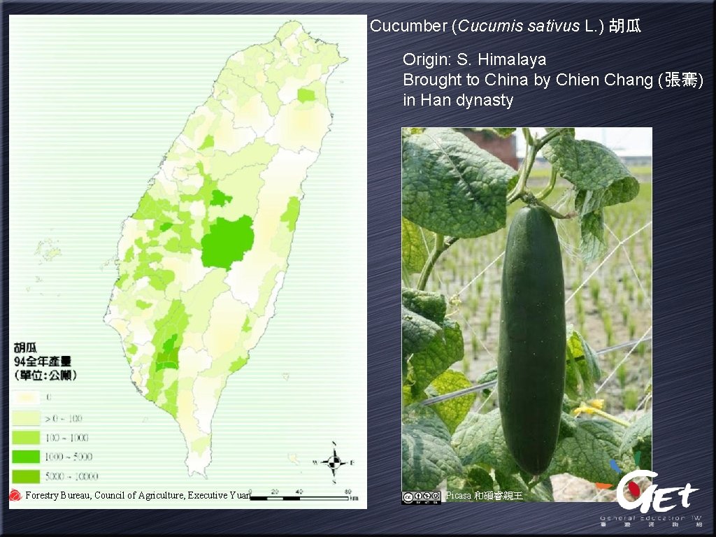 Cucumber (Cucumis sativus L. ) 胡瓜 Origin: S. Himalaya Brought to China by Chien