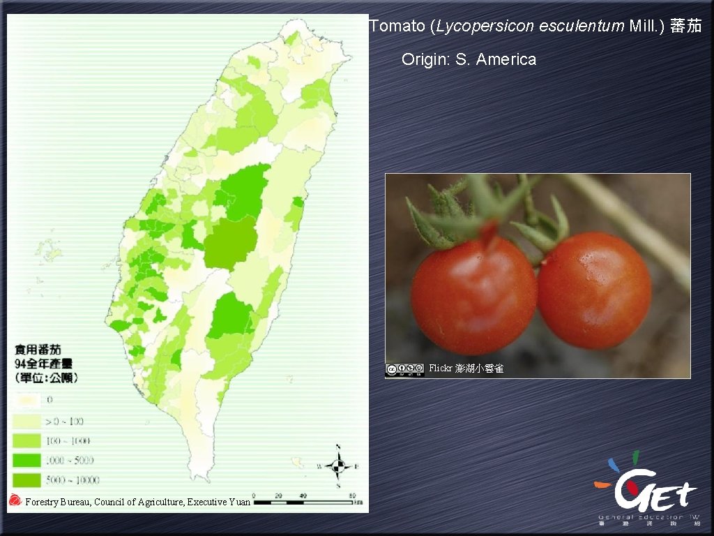 Tomato (Lycopersicon esculentum Mill. ) 蕃茄 Origin: S. America Flickr 澎湖小雲雀 Forestry Bureau, Council