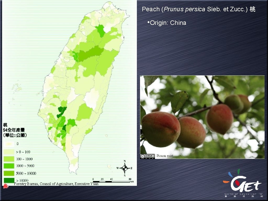 Peach (Prunus persica Sieb. et Zucc. ) 桃 • Origin: China Picasa mist Forestry