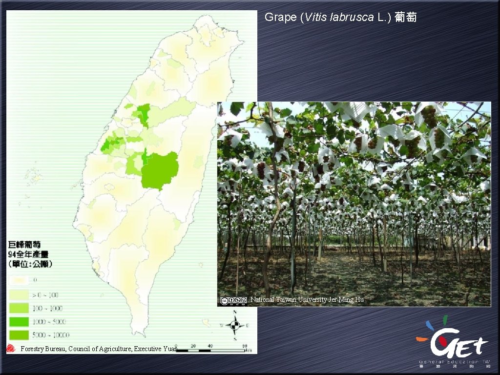 Grape (Vitis labrusca L. ) 葡萄 National Taiwan University Jer-Ming Hu Forestry Bureau, Council