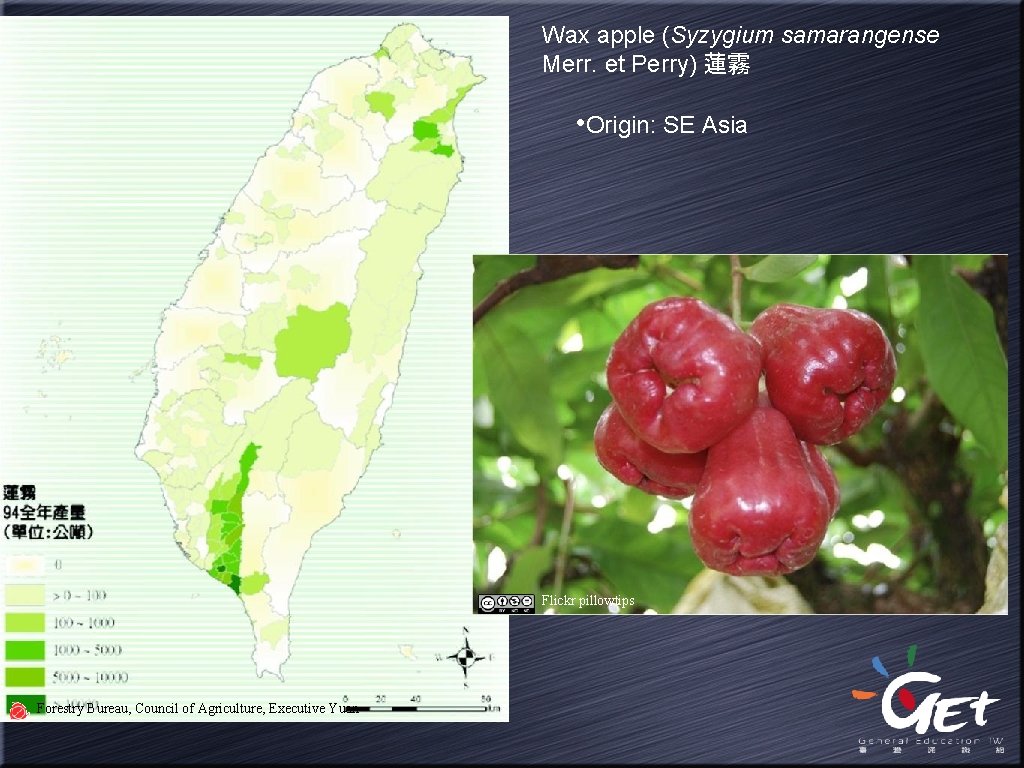 Wax apple (Syzygium samarangense Merr. et Perry) 蓮霧 • Origin: SE Asia Flickr pillowtips