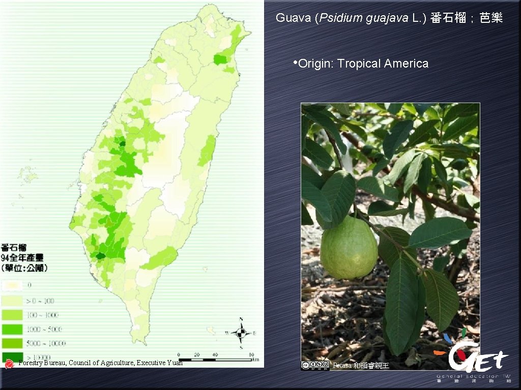 Guava (Psidium guajava L. ) 番石榴；芭樂 • Origin: Tropical America Forestry Bureau, Council of