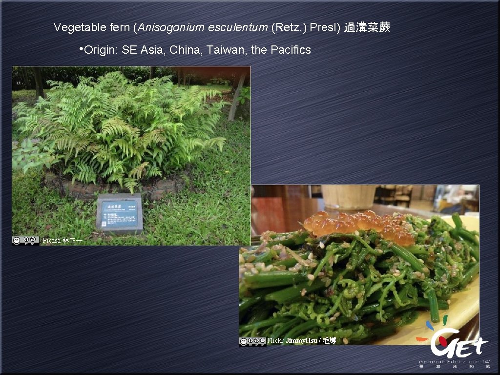 Vegetable fern (Anisogonium esculentum (Retz. ) Presl) 過溝菜蕨 • Origin: SE Asia, China, Taiwan,