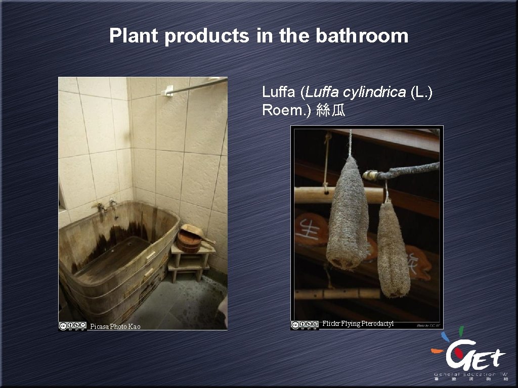 Plant products in the bathroom Luffa (Luffa cylindrica (L. ) Roem. ) 絲瓜 Picasa