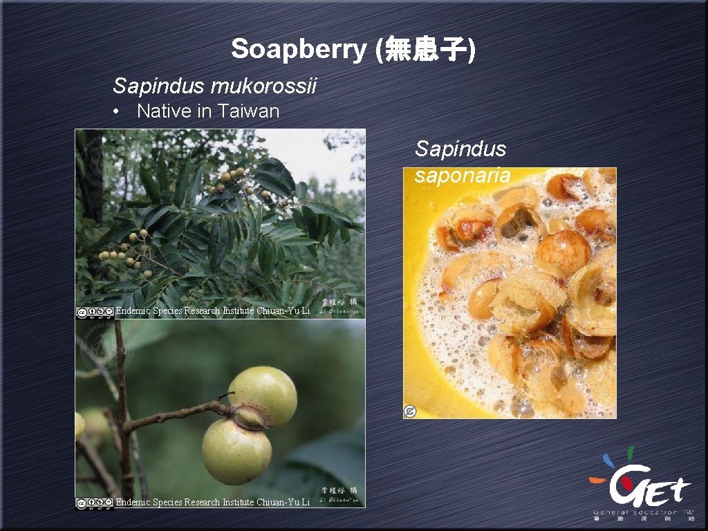 Soapberry (無患子) Sapindus mukorossii • Native in Taiwan Sapindus saponaria Endemic Species Research Institute