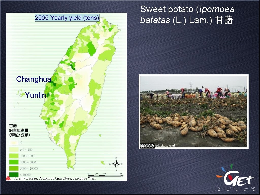 2005 Yearly yield (tons) Sweet potato (Ipomoea batatas (L. ) Lam. ) 甘藷 Changhua