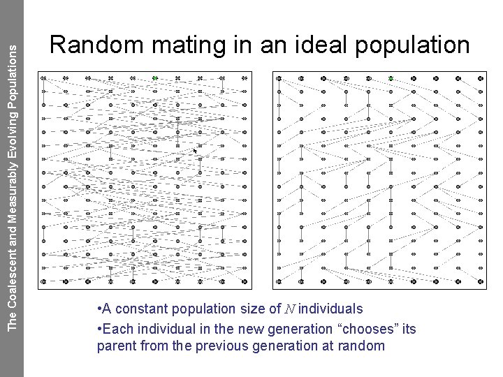 The Coalescent and Measurably Evolving Populations Random mating in an ideal population • A