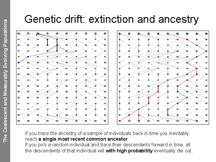 The Coalescent and Measurably Evolving Populations Genetic drift: extinction and ancestry If you trace