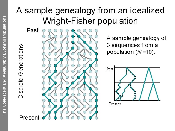 Past Discrete Generations The Coalescent and Measurably Evolving Populations A sample genealogy from an