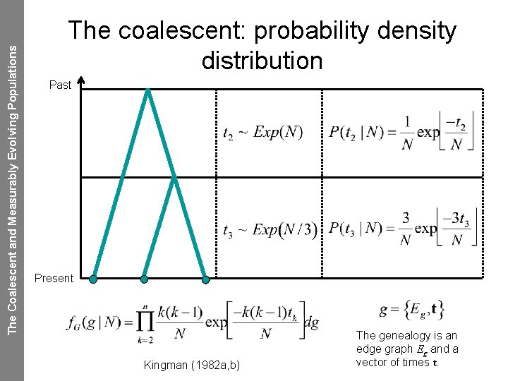 The Coalescent and Measurably Evolving Populations The coalescent: probability density distribution Past Present Kingman