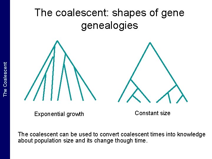 The Coalescent and. The Measurably Evolving Populations Coalescent The coalescent: shapes of genealogies Exponential