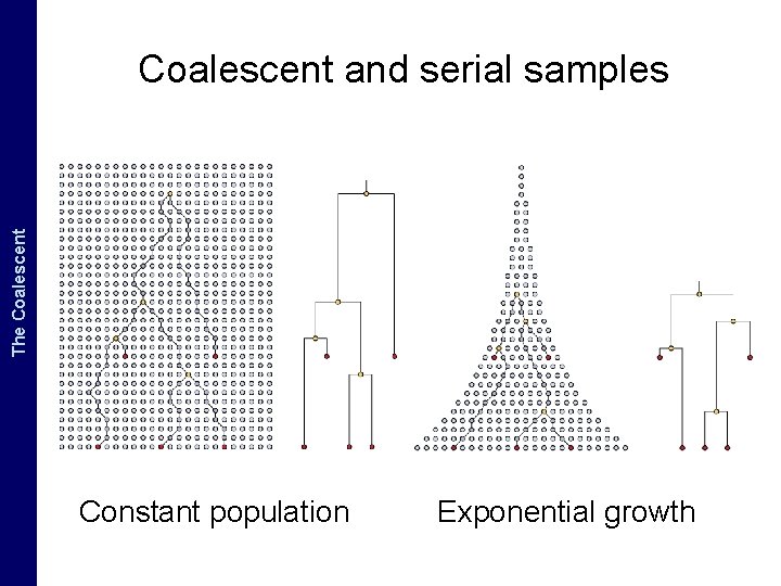 The Coalescent and. The Measurably Evolving Populations Coalescent and serial samples Constant population Exponential