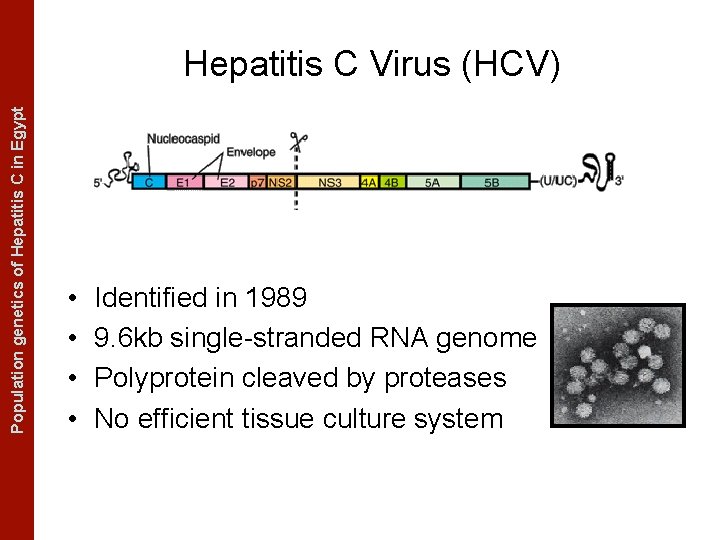 The Coalescent Measurably Evolving Populationand genetics of Hepatitis C in. Populations Egypt Hepatitis C