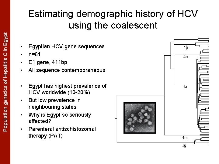 The Coalescent Measurably Evolving Populationand genetics of Hepatitis C in. Populations Egypt Estimating demographic