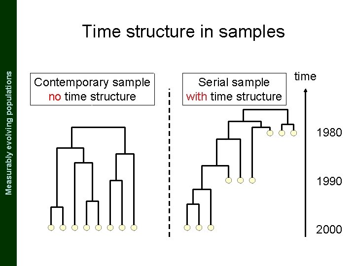 The Coalescent and Measurably Evolving Populations Measurably evolving populations Time structure in samples Contemporary