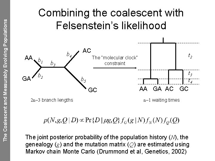 The Coalescent and Measurably Evolving Populations Combining the coalescent with Felsenstein’s likelihood AA b