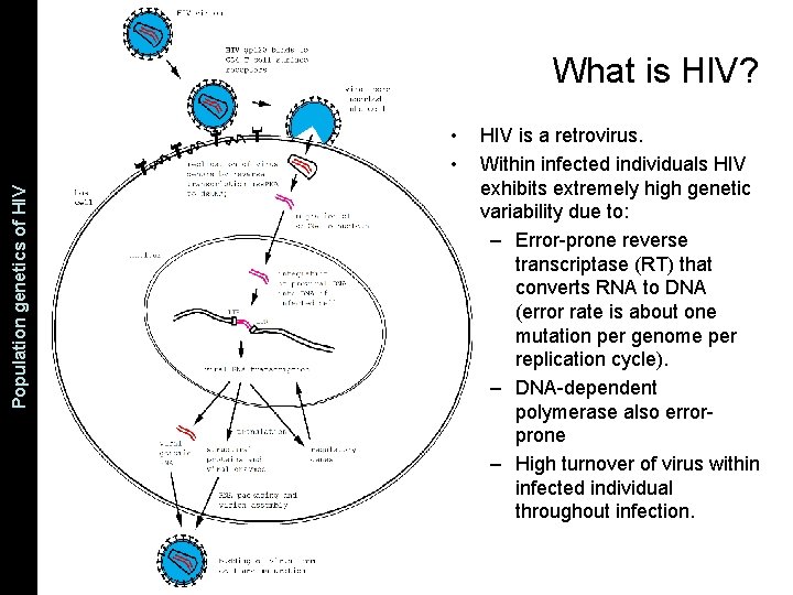 The Coalescent and Measurably Population genetics. Evolving of HIV Populations What is HIV? •