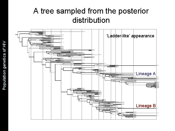 The Coalescent and Measurably Population genetics. Evolving of HIV Populations A tree sampled from