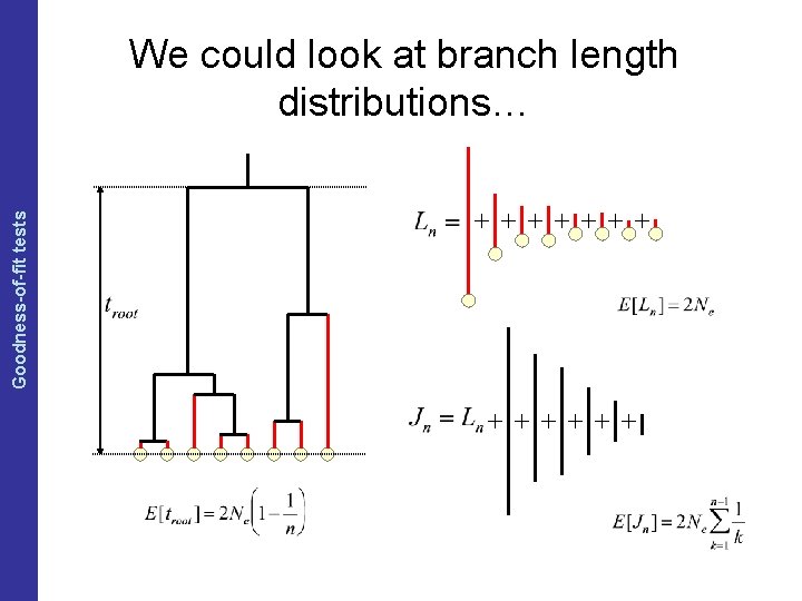 The Coalescent and Measurably Evolving Populations Goodness-of-fit tests We could look at branch length