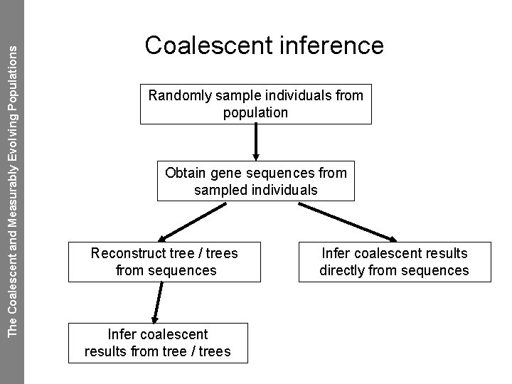 The Coalescent and Measurably Evolving Populations Coalescent inference Randomly sample individuals from population Obtain