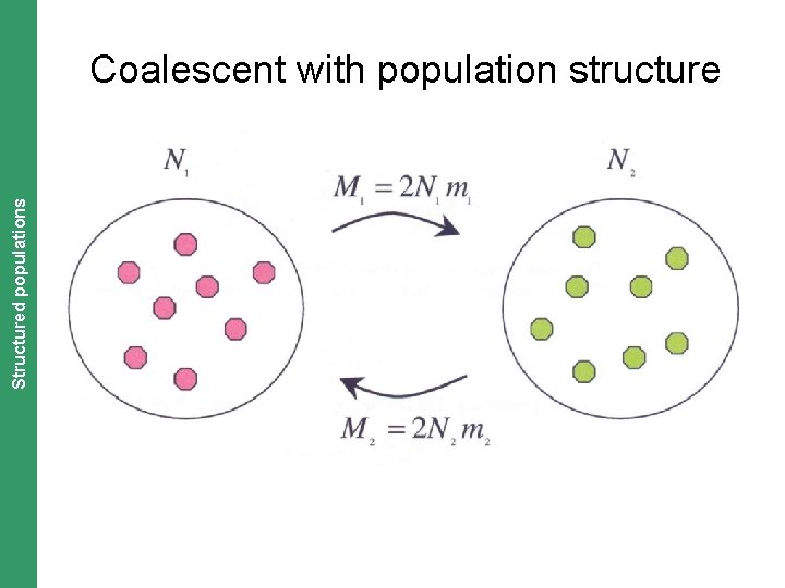 The Coalescent. Structured and Measurably Evolving Populations populations Coalescent with population structure 