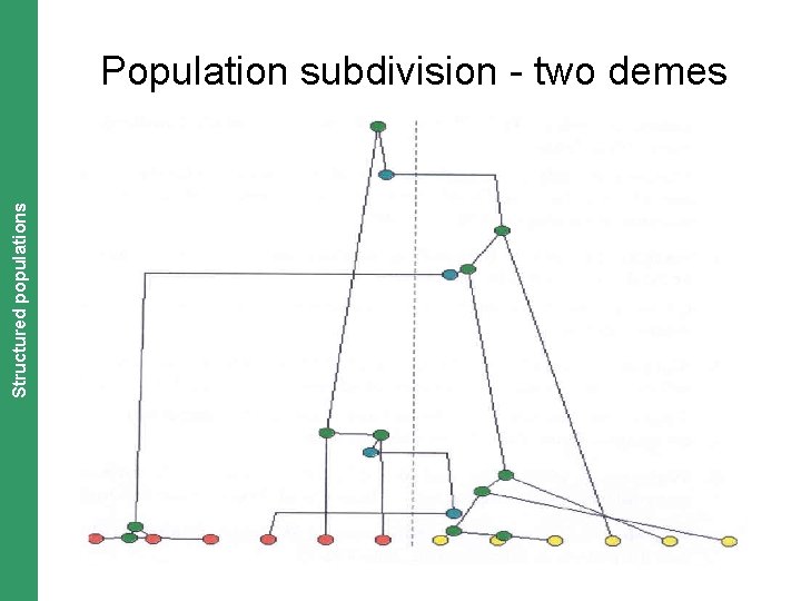 The Coalescent. Structured and Measurably Evolving Populations populations Population subdivision - two demes 