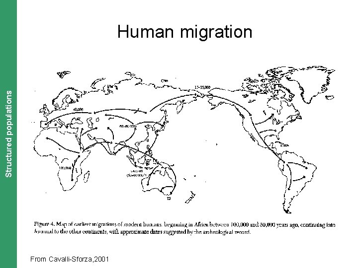 The Coalescent. Structured and Measurably Evolving Populations populations Human migration From Cavalli-Sforza, 2001 
