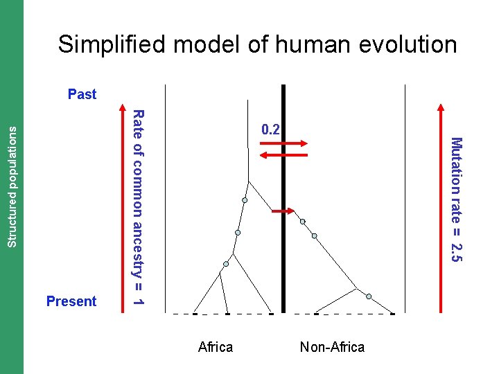 The Coalescent. Structured and Measurably Evolving Populations populations Simplified model of human evolution Past