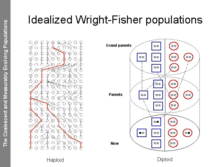 The Coalescent and Measurably Evolving Populations Idealized Wright-Fisher populations Grand parents Parents Now Haploid