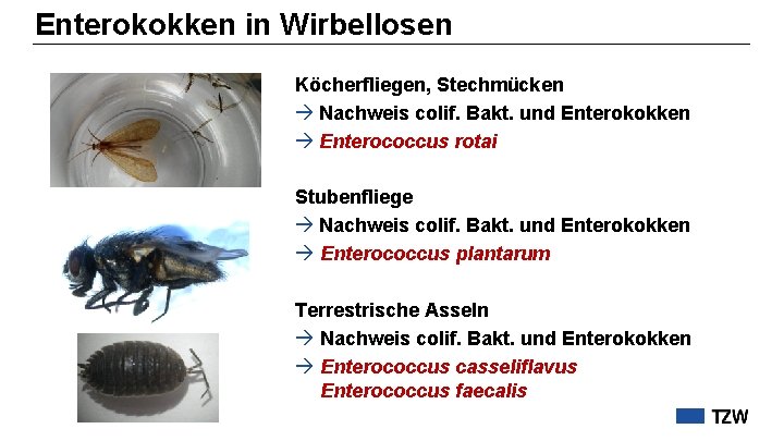 Enterokokken in Wirbellosen Köcherfliegen, Stechmücken Nachweis colif. Bakt. und Enterokokken Enterococcus rotai Stubenfliege Nachweis