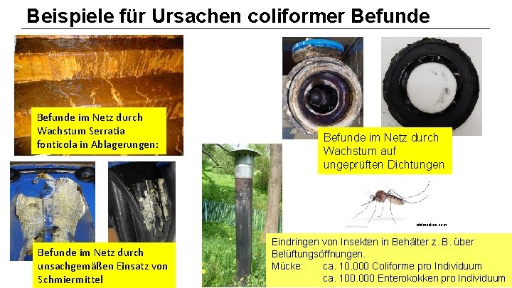 Beispiele für Ursachen coliformer Befunde im Netz durch Wachstum Serratia fonticola in Ablagerungen: Befunde