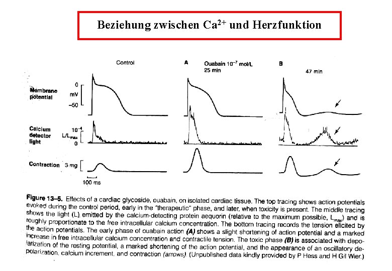 Beziehung zwischen Ca 2+ und Herzfunktion 