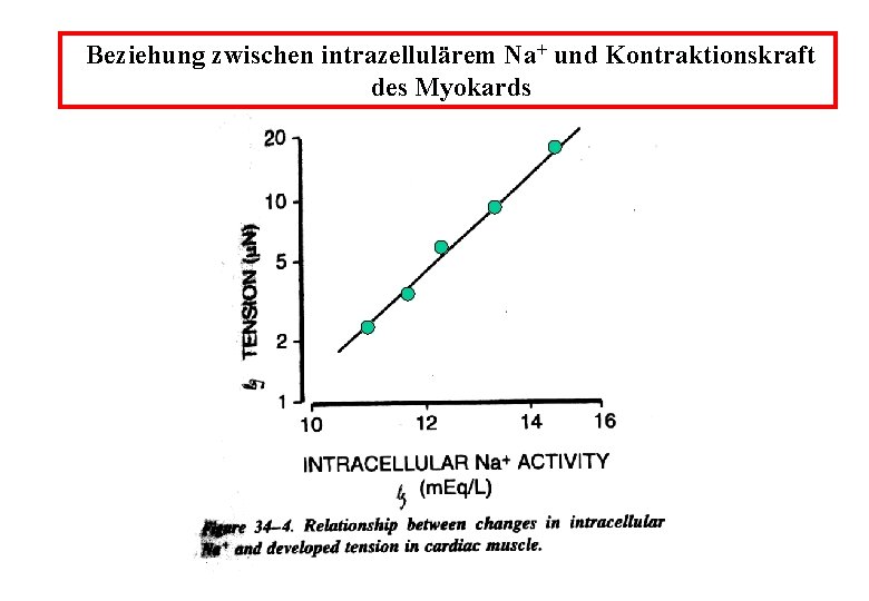 Beziehung zwischen intrazellulärem Na+ und Kontraktionskraft des Myokards 