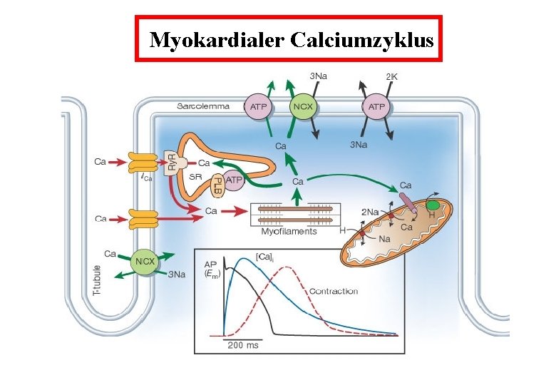 Myokardialer Calciumzyklus 