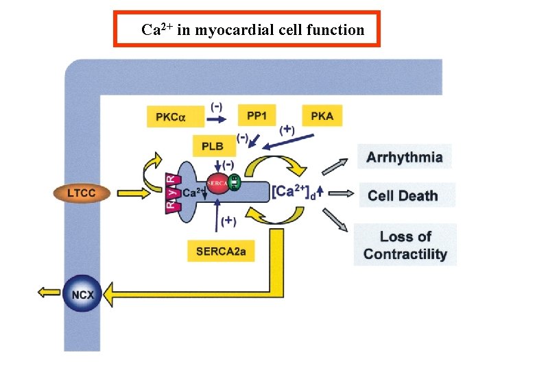 Ca 2+ in myocardial cell function 
