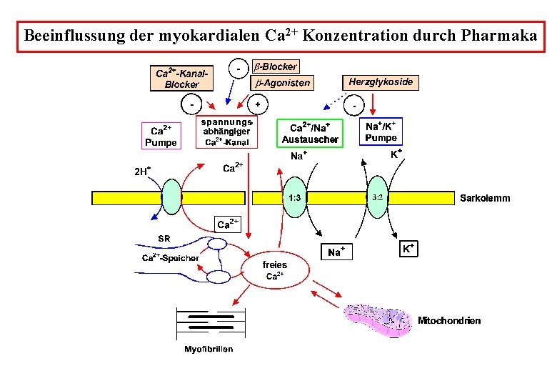 Beeinflussung der myokardialen Ca 2+ Konzentration durch Pharmaka 