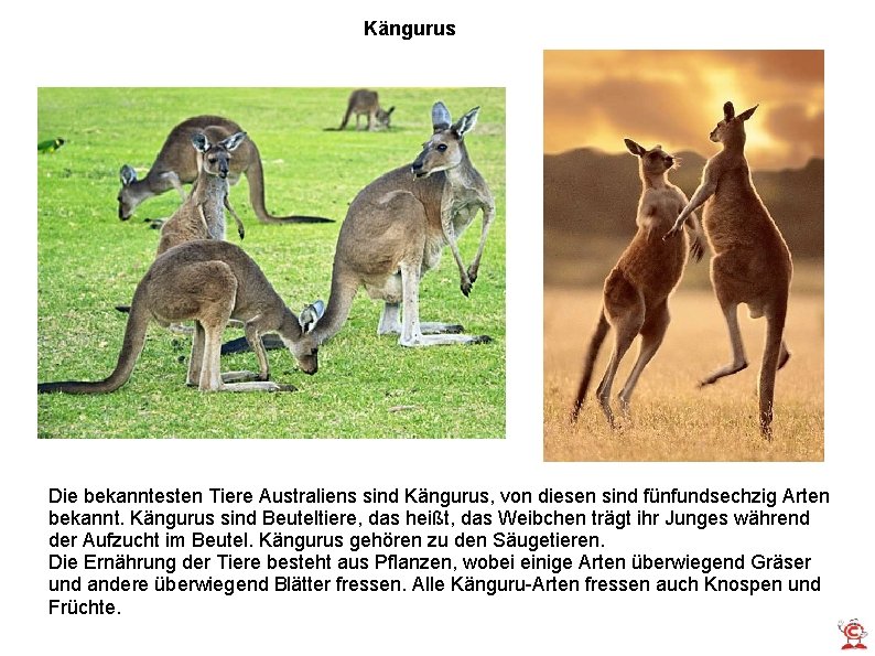 Kängurus Die bekanntesten Tiere Australiens sind Kängurus, von diesen sind fünfundsechzig Arten bekannt. Kängurus Kängurus Die bekanntesten Tiere Australiens sind Kängurus, von diesen sind fünfundsechzig Arten bekannt. Kängurus