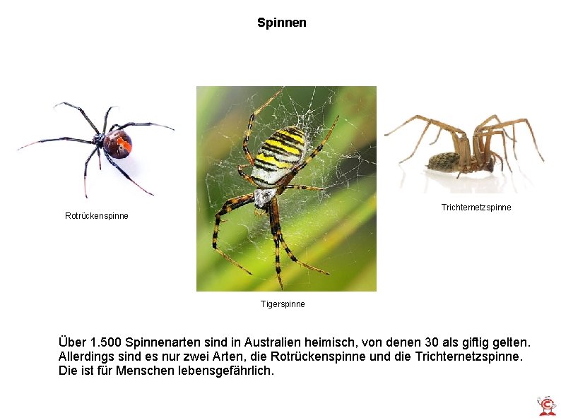 Spinnen Trichternetzspinne Rotrückenspinne Tigerspinne Über 1. 500 Spinnenarten sind in Australien heimisch, von denen Spinnen Trichternetzspinne Rotrückenspinne Tigerspinne Über 1. 500 Spinnenarten sind in Australien heimisch, von denen